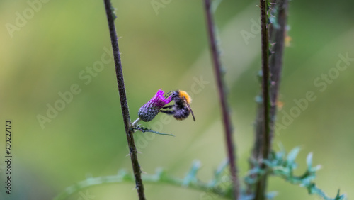 Bumblebee Delicately Feasting on a Thistle Blossom