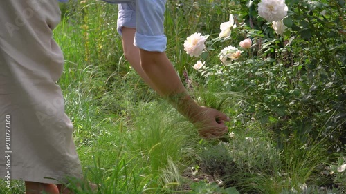 Close up of ornamental grass pony tail stipa growing in summer garden. Gardener woman enjoying plant touching it