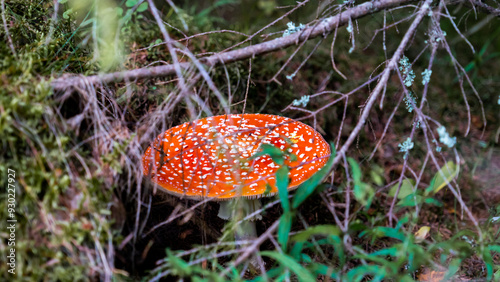 Bright Red Fly Agaric Mushroom Hidden Among Forest Foliage