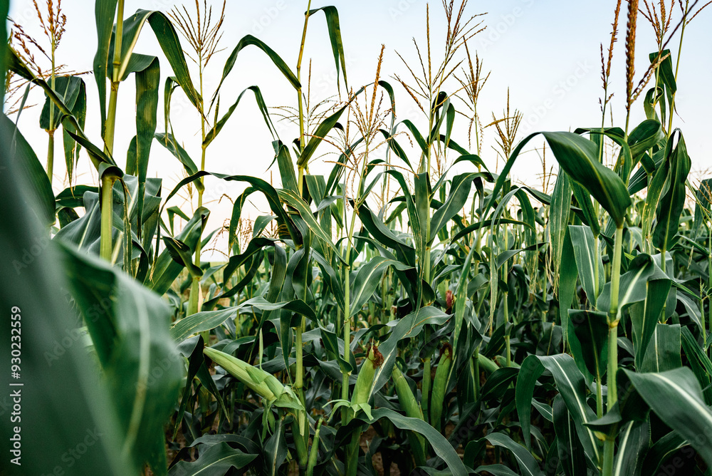 Corn plants growing in field in summer. Corn plants growing in field in summer.