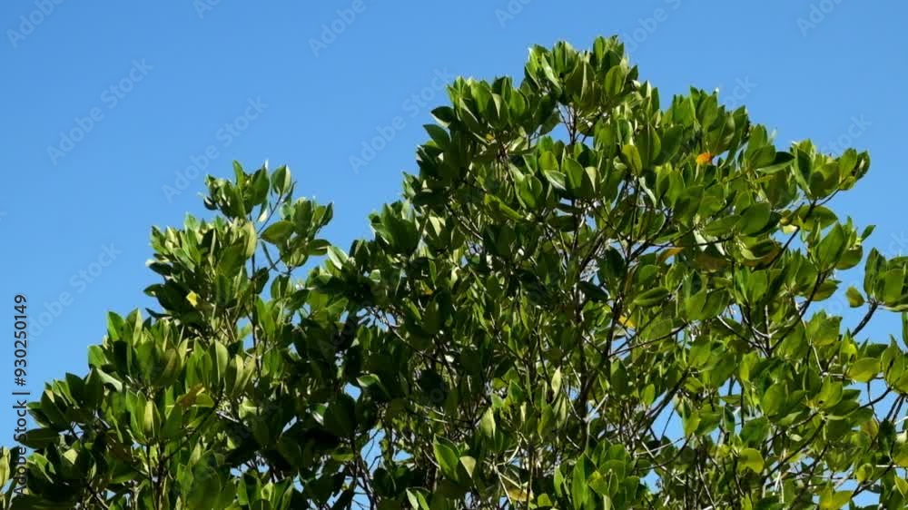 Swaying mangrove leaves against a blue sky background. Mangrove trees beside the beach. Lush mangrove leaves with abstract patterns, shapes and textures.4K,60Fps Swaying mangrove leaves against a blue sky background. Mangrove trees beside the beach. Lush mangrove leaves with abstract patterns, shapes and textures.4K,60Fps