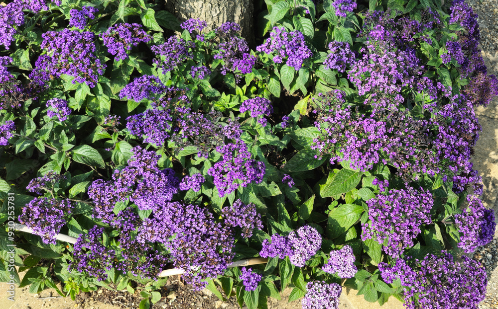 Obraz premium Garden heliotrope. Heliotropium arborescens. Purple flowers and green leaves. Close up.
