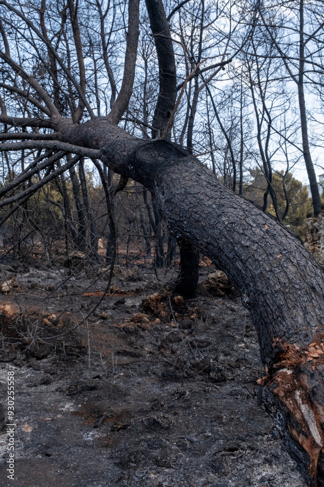 Fototapeta premium Forest fire area under extinguishing work