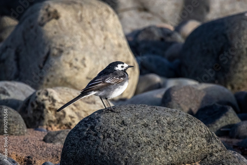 Pied Wagtail on rocks photo