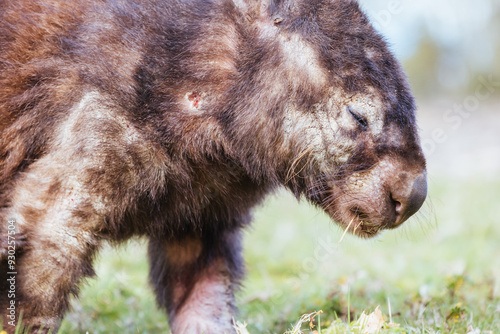 Fotografia Sick Wombat with Mange in Australia