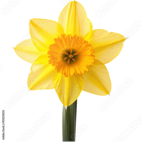 Bright Yellow Daffodil Isolated on Transparent Background, Perfect for Spring Decor and Floral Projects