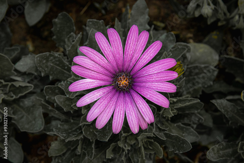 pink osteospermum flower in middle of photo 