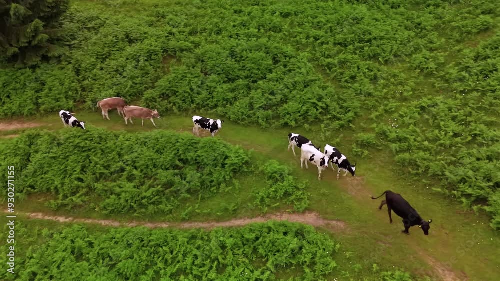 Herd of colorful cows walking along hiking trail in mountains aerial view. Livestock on grazing in Alps move along path drone view. Cattle on pasture in Germany, Bavaria walking across footpath. Herd of colorful cows walking along hiking trail in mountains aerial view. Livestock on grazing in Alps move along path drone view. Cattle on pasture in Germany, Bavaria walking across footpath.