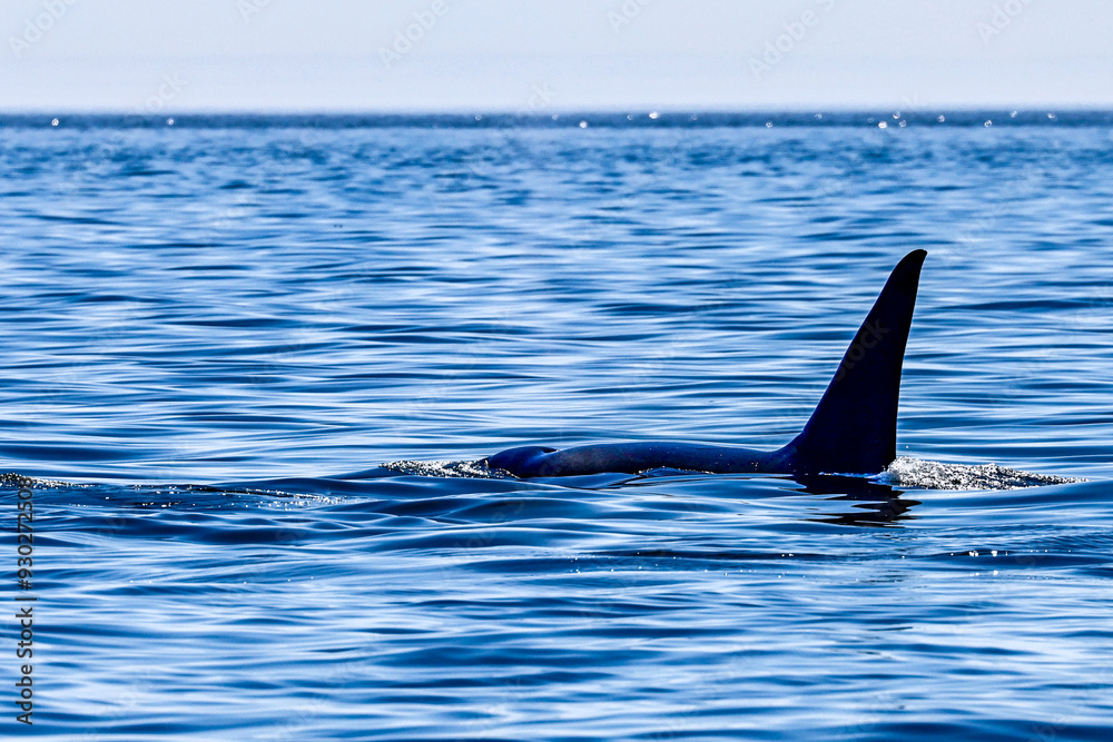 Fototapeta premium Killerwale vor Vancouver Island