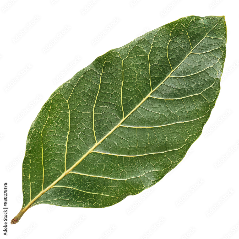 Top view of a single bay leaf with deep green color and textured veins, isolated on a transparent background Top view of a single bay leaf with deep green color and textured veins, isolated on a transparent background