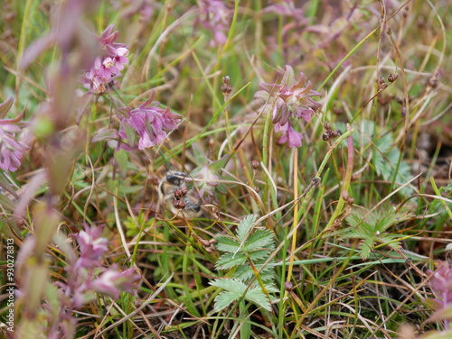 Biene - Blumen
