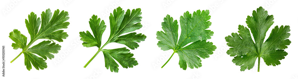 Fresh cilantro leaves isolated on transparent background, ideal for recipes, garnishes, and Cinco de Mayo celebrations Fresh cilantro leaves isolated on transparent background, ideal for recipes, garnishes, and Cinco de Mayo celebrations