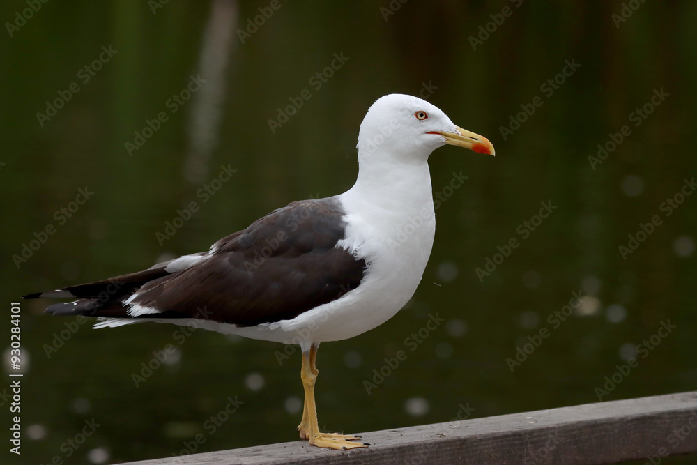 Obraz premium Lesser black-backed gull