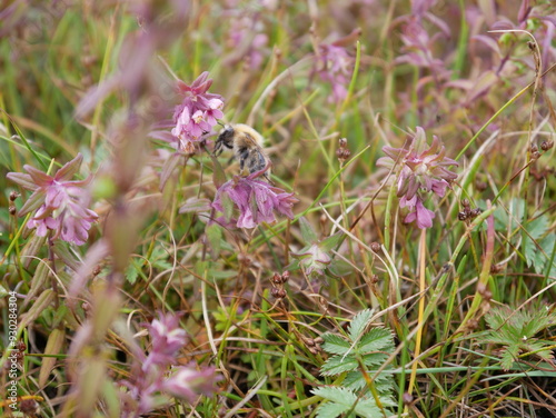 Biene - Blumen