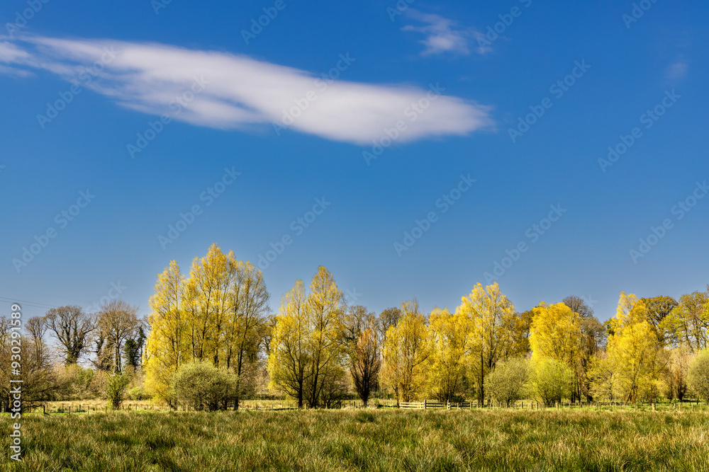 Fototapeta premium Spring Poplars with Blue Sky