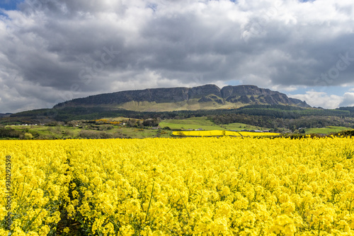 Rape Seed Field Binevenagh Mountain