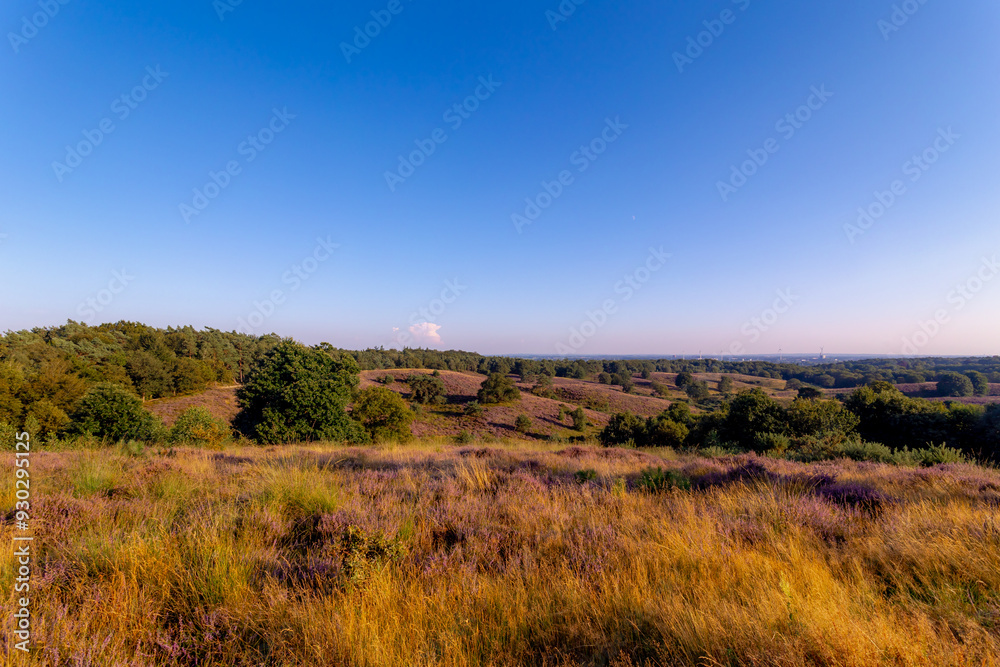 Nature landscape, The flowering Calluna vulgaris (heather, ling, or simply heather) on slope, Purple flowers on the hill side field, Posbank, Veluwezoom National Park, Rheden, Gelderland, Netherlands. Nature landscape, The flowering Calluna vulgaris (heather, ling, or simply heather) on slope, Purple flowers on the hill side field, Posbank, Veluwezoom National Park, Rheden, Gelderland, Netherlands.