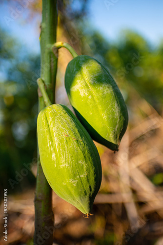 Papaya tree with green fruits. It is used to make som tum. photo