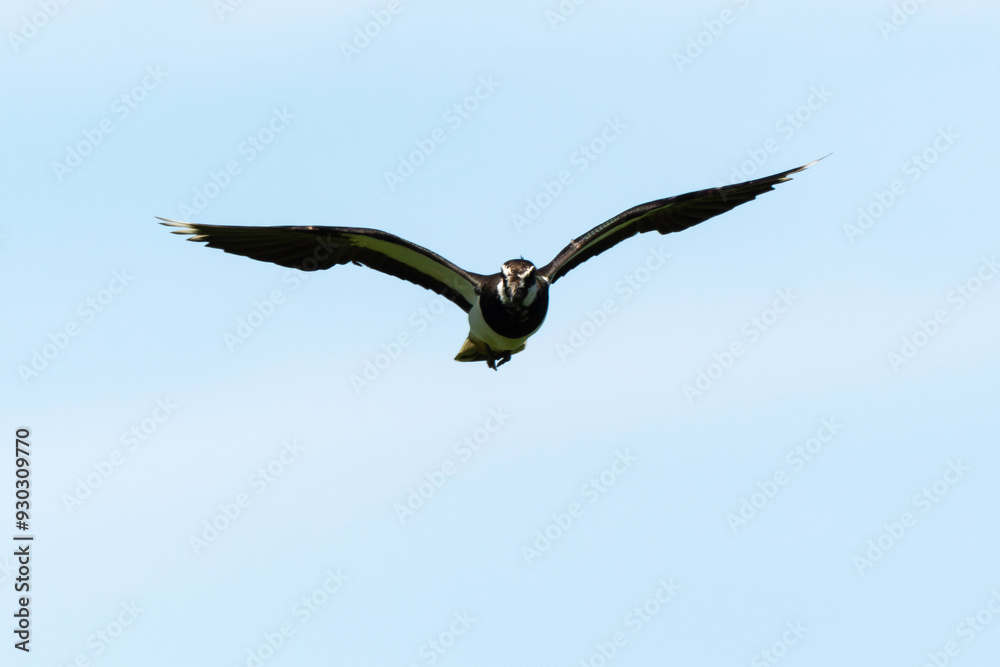 Vanneau huppé,.Vanellus vanellus, Northern Lapwing Vanneau huppé,.Vanellus vanellus, Northern Lapwing