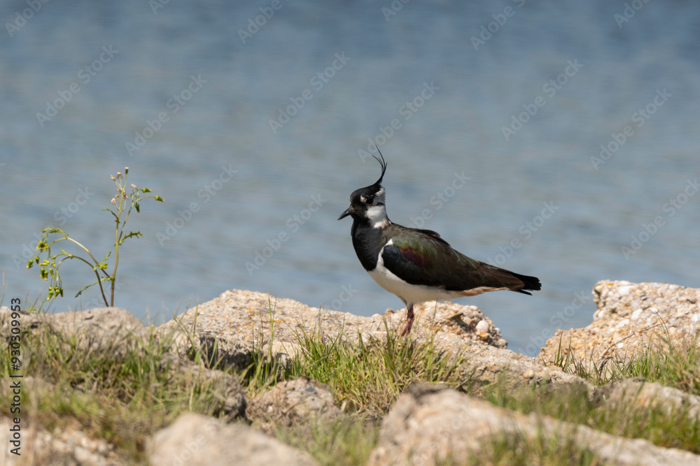 Vanneau huppé,.Vanellus vanellus, Northern Lapwing Vanneau huppé,.Vanellus vanellus, Northern Lapwing