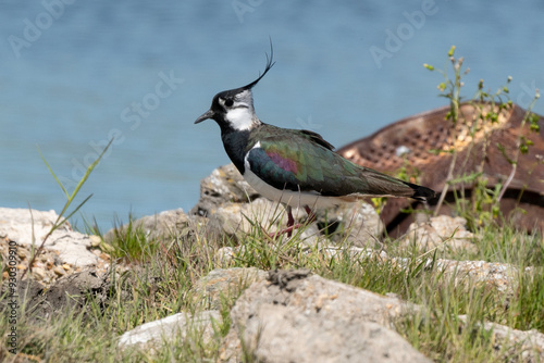 Vanneau huppé,.Vanellus vanellus, Northern Lapwing photo