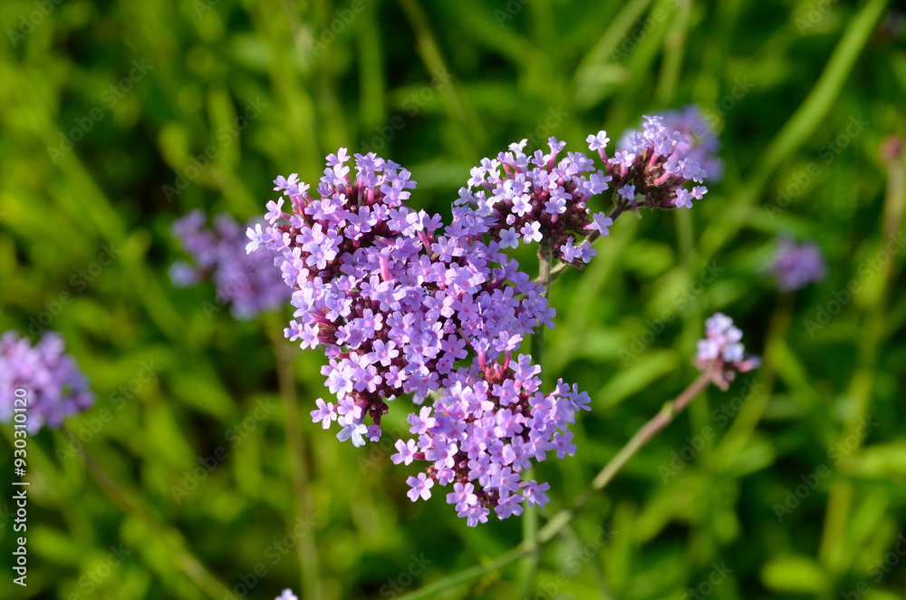Verbena bonariensis, Verveine de Buenos Aires Verbena bonariensis, Verveine de Buenos Aires