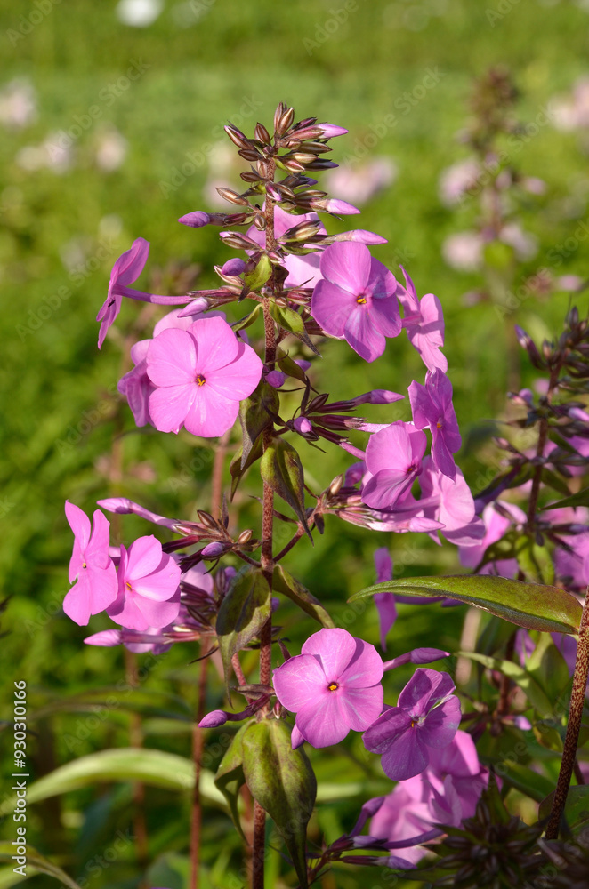 Phlox maculata 'Alpha', Phlox Phlox maculata 'Alpha', Phlox