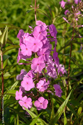 Phlox maculata 'Alpha', Phlox photo