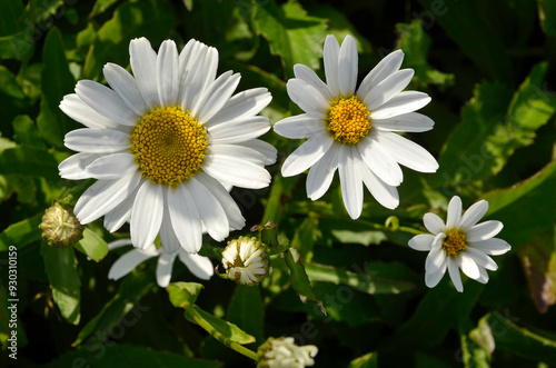 Leucanthemum vulgare 'Maik Nigin', Marguerite commune