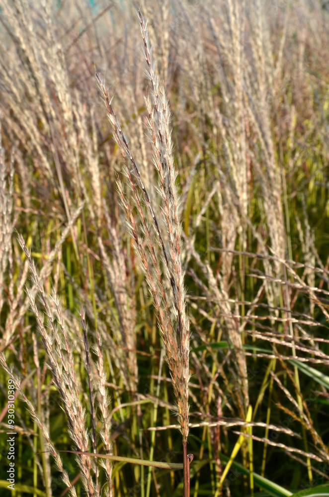 Miscanthus sinensis 'Afrika' , Eulalie; graminée Miscanthus sinensis 'Afrika' , Eulalie; graminée