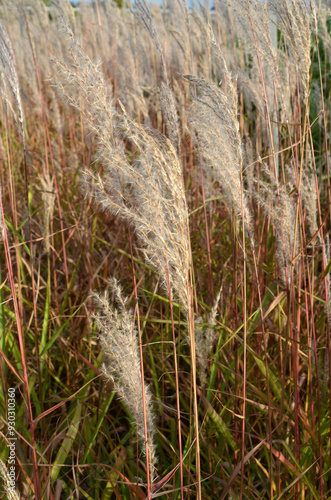 Фотография Miscanthus sinensis 'Adalgio' , Eulalie, Graminée