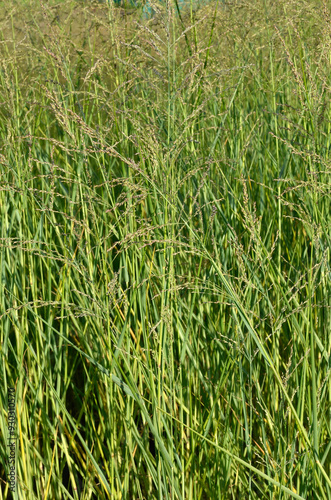 Panicum amarum , Panicum, Graminée