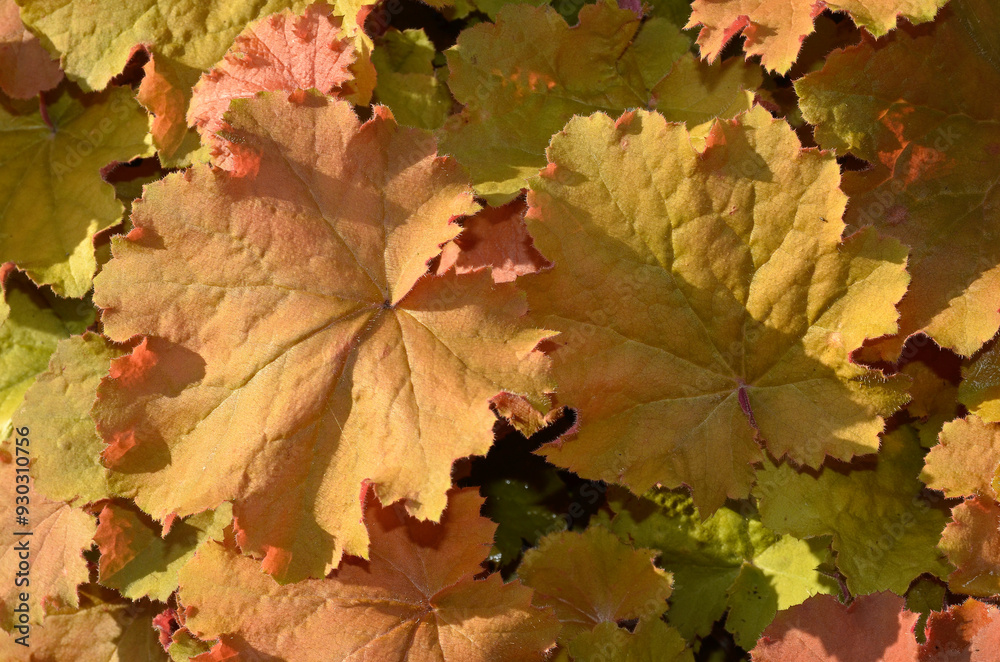 Heuchera Ginger Ale,.Heuchère, Heuchera, Désespoir du peintre