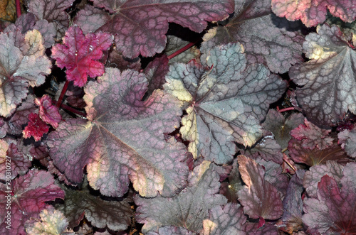 Heuchera 'Plum Pudding' , Heuchere photo