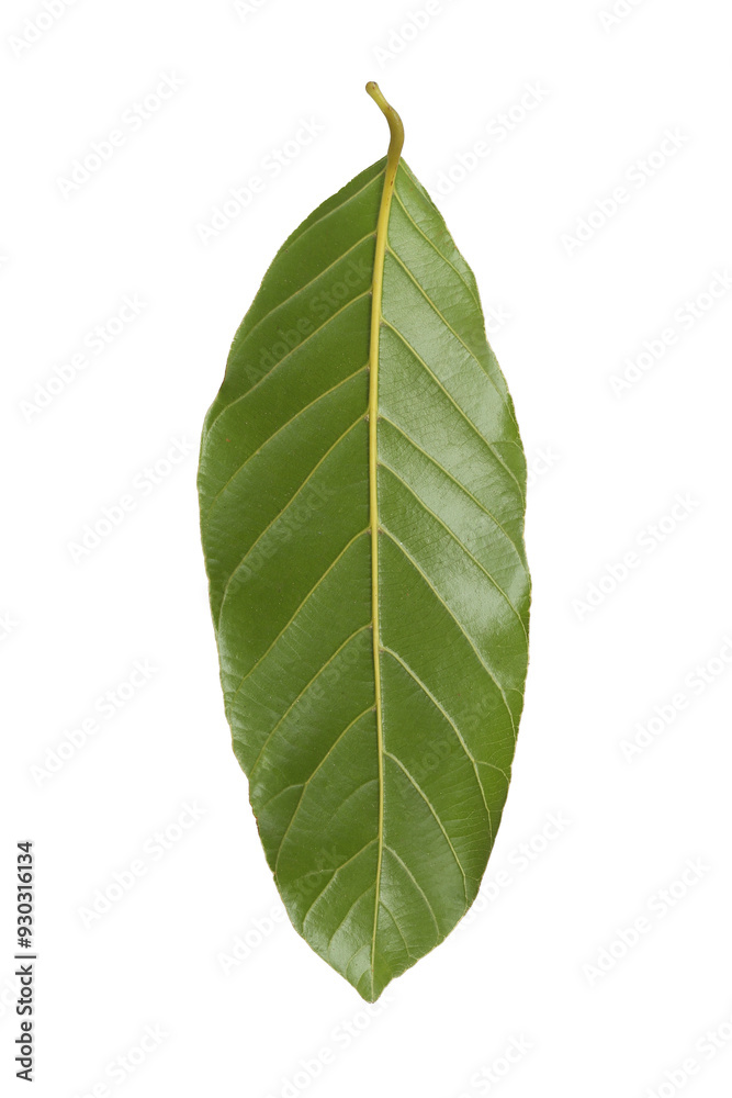 Obraz premium Back of oval green leaf background for design in your work nature concept, with transparent image.
