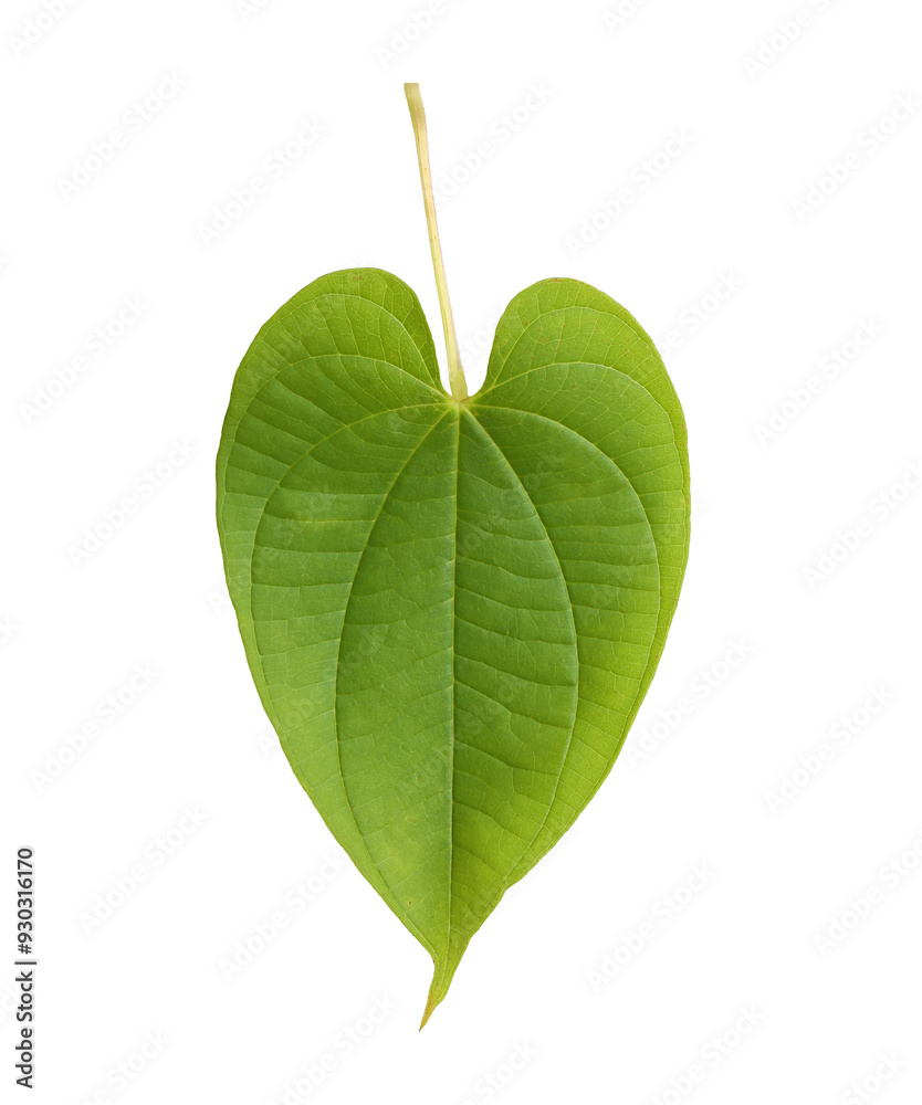 ฺFront of the heart-shaped green leaf for design in your work nature concept, with transparent image.
