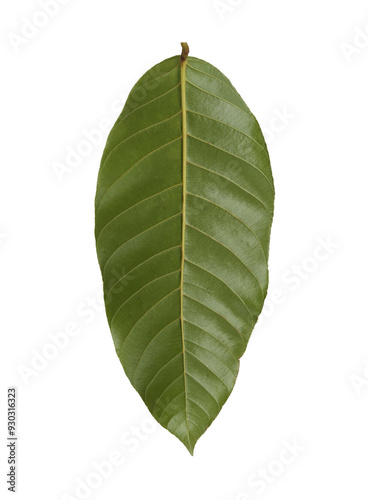 Back of mango leaf background for design in your work nature concept, with transparent image.