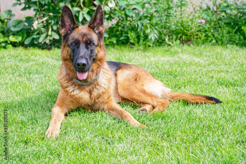 German shepherd on green grass