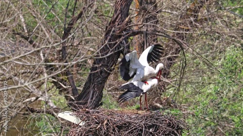 White Storks, Ciconia ciconia at Povoa e Meadas Dam in Castelo de Vide, Alentejo in Portugal photo