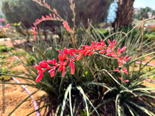 Red yucca, hummingbird yucca (lat.- Hesperaloe parviflora)