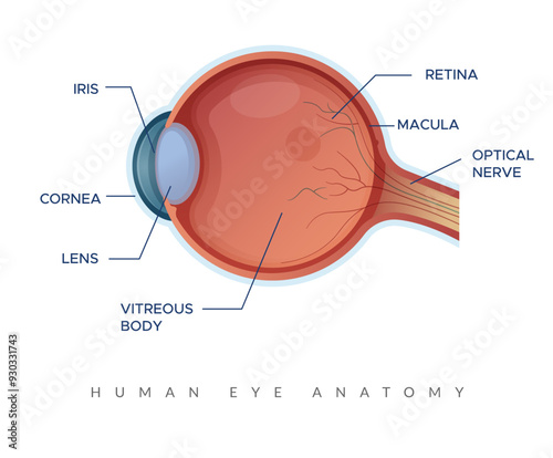 Human Eye Anatomy - Stock Illustration