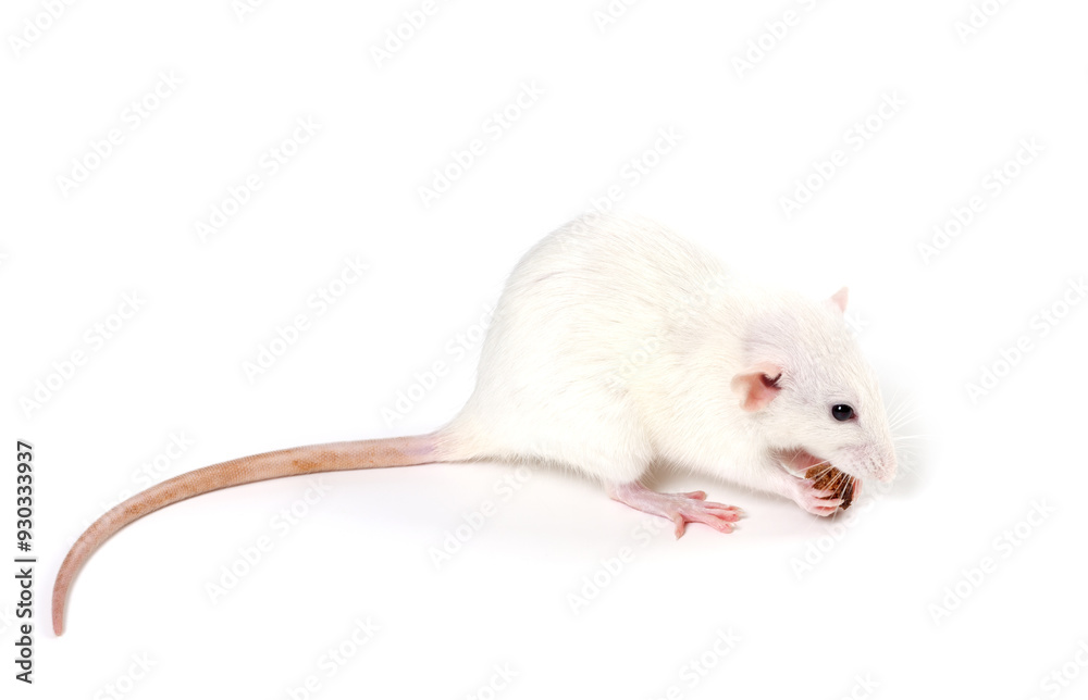White fancy rat eating piece of bread White fancy rat eating piece of bread
