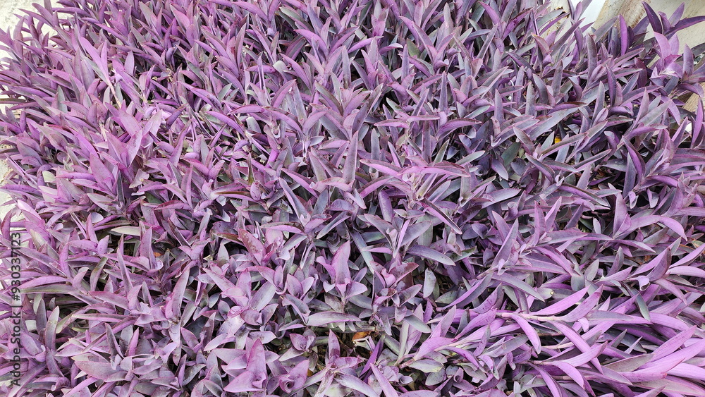 Purple Heart or Tradescantia Pallida (Rose) D.Hunt. Tradescantia pallida is herbaceous creeping plant that covers the ground instead of grass. The leaves are succulent, lanceolate or oblong in shape.
