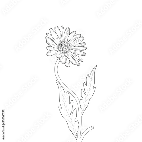 illustration of a flower