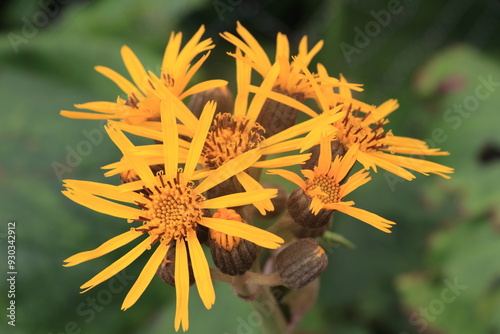 黄色いマルバダケブキの花