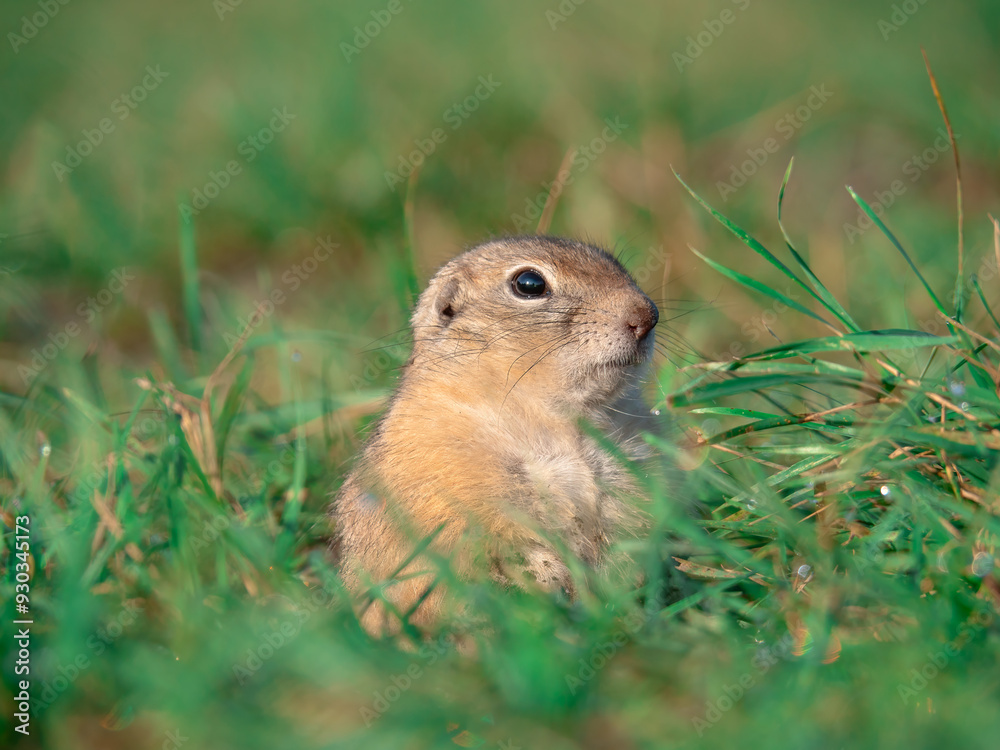 Prairie dog looking at a camera on a grassy field Prairie dog looking at a camera on a grassy field
