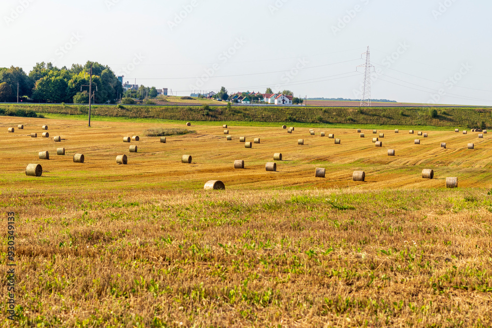 Obraz premium Shot of the agricultural field after the harvest with round stacks in it. Season