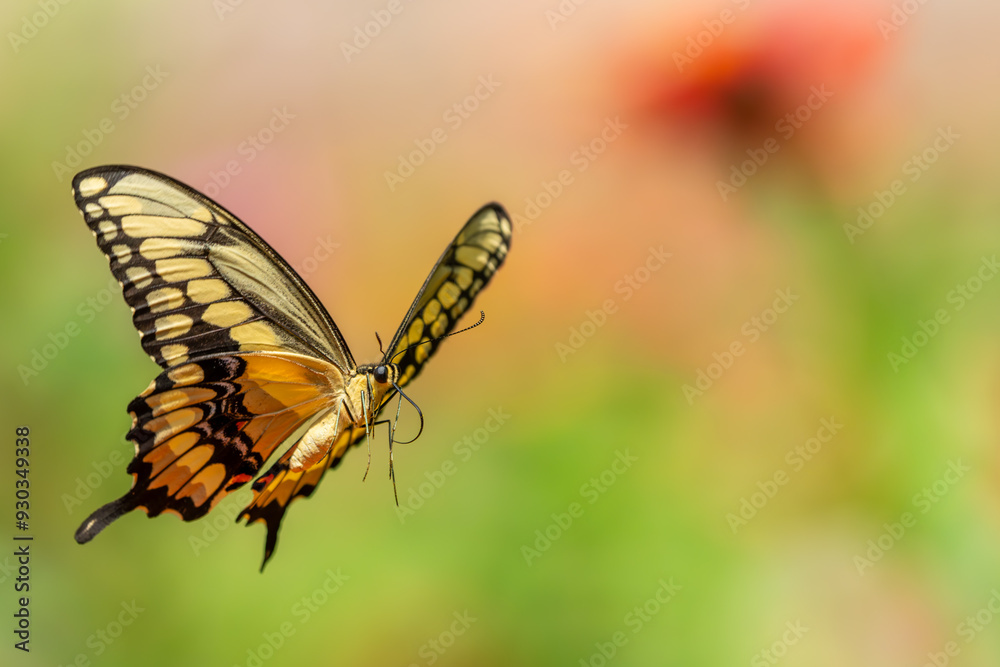 Giant Swallowtail Butterfly flying of a garden of flowers Giant Swallowtail Butterfly flying of a garden of flowers