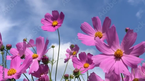 Large bright cosmos flowers on long stems sway against blue sky, low angle view