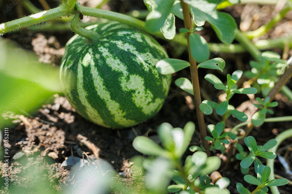 Watermelon ripens in the garden. Organic farming. Watermelon ripens in the garden. Organic farming.